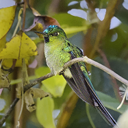 Long-tailed Sylph 